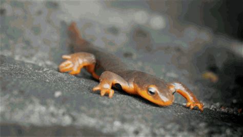 newts s find and share on giphy
