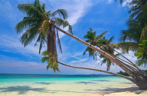 photography nature landscape palm trees white sand beach tropical sea summer island