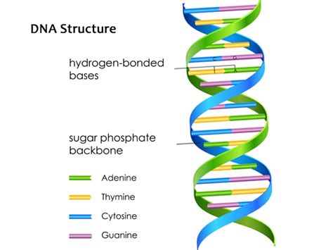 Whats In Your Dna Healthy Living