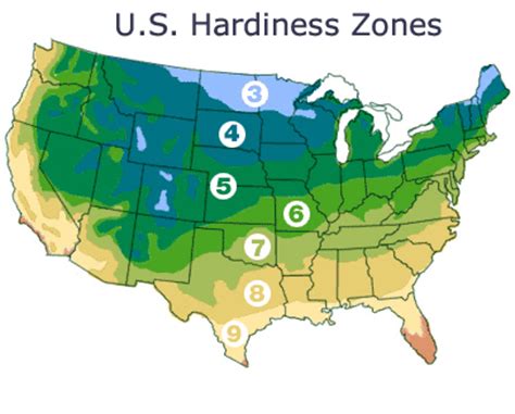 hardiness zones small fruit plants shipped  nourse farms