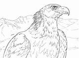 Steinadler Ausmalbild Eagles Aguila Aquila Reale Adler Ritratto sketch template