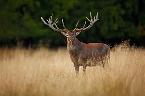researchers rack  tough secrets  deer antlers