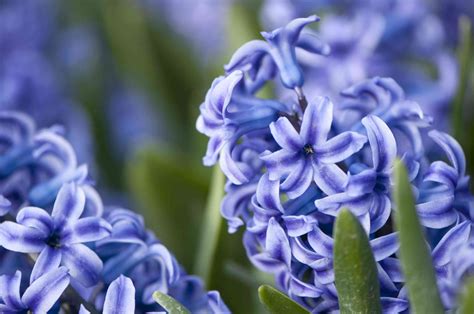 natural blue dye  plants