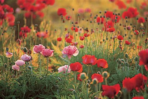 growing oriental poppy flowers garden design