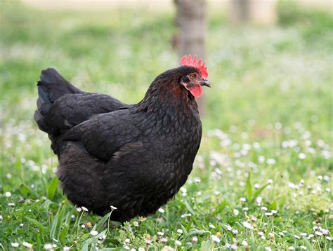 marans pure race entre le   le  mois les vergers de la galine