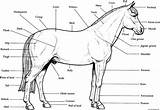 Horse Coloring Anatomy Pages Printable sketch template