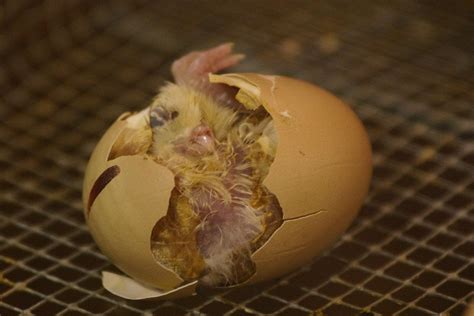 til science shows   egg     chicken