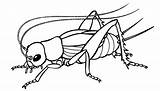 Cricket Insect Clip Clipart Drawing Coloring Bug Insects Cliparts Drawings Line Pages Crickets Printable Method Animal Clipartfest Recipes Scientific Bugs sketch template