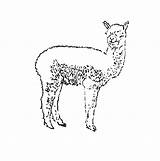Coloring Alpaca Designlooter sketch template