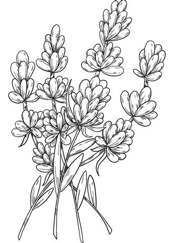 lavender coloring page  printable coloring pages