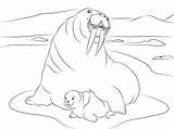 Walrus Morsy Morses Kolorowanka Dwa Mors Morsa Arktyki Elephant Imprimir Druku Malowanka Mammals Duże Drukowanka sketch template