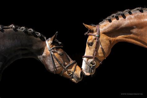 tutorial blackfoto van een paard maken paardenfotograaf nikki de kerf fotoshoot met paard