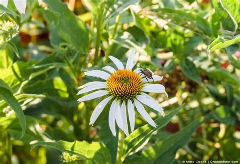 9 scents that japanese beetles hate and how to use them pest pointers