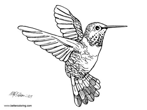 realistic hummingbird coloirng pages  printable coloring pages