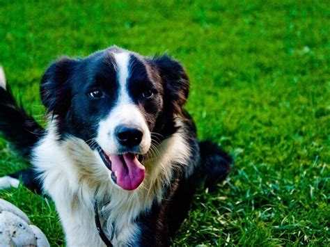 border collie lab mix complete guide  canine hq