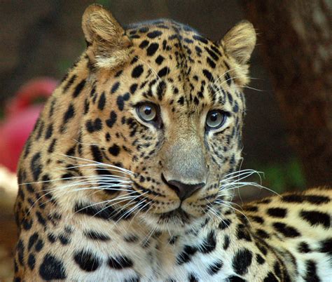 critically endangered amur leopard   left  wild natures