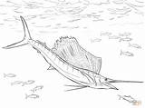 Coloring Pages Sailfish Atlantic Drawing Fish Swordfish Drawings Printable 1199 39kb sketch template