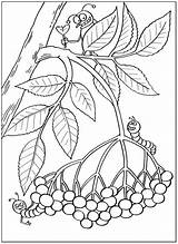 Pflanzen Malvorlage Drucken Ausdrucken Stampa Gratuitamente Malvorlagen Raccolgono Foglie Raskrasil sketch template