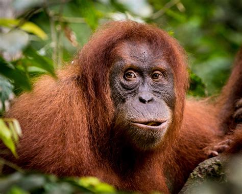 sumatran orangutan endangered species animal planet