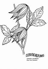 Clematis Coloring 55kb 830px sketch template
