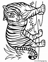 Pages Tigre Ausmalbilder Coloriage Tigers Tigres Ausmalbild Kostenlos Pintar Pirograbado Reino Animalitos Siluetas Animaux Clipartmag Colorier Letzte sketch template
