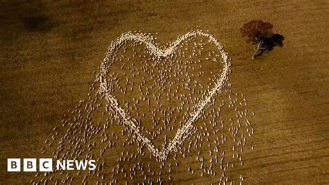 australian farmer uses sheep in heart shaped tribute to aunt bbc news