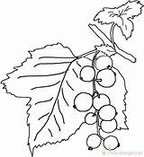 Jagoda Kolorowanki Dla Blueberry Berries Pintar Fruta Bauzinhodaweb sketch template