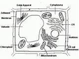 Zelle Pflanzenzelle Funktion Einzeller Zellwand Welche Biologie Testedich Quiz30 sketch template