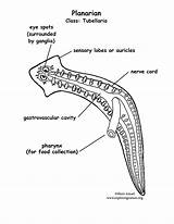 Planarian Labeled Coloring Planaria Flatworm Animals Coloringnature Category Invertebrate sketch template