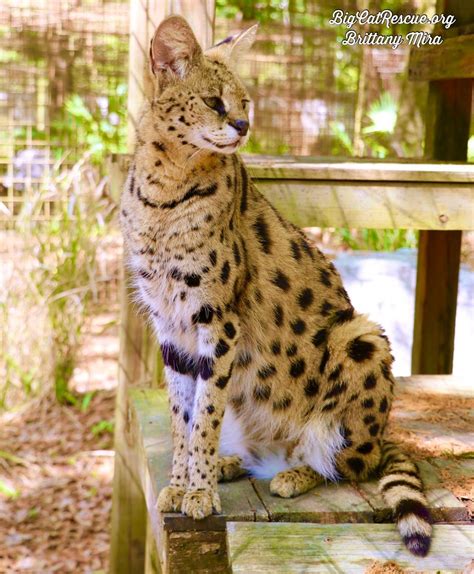 good morning big cat rescue friends beautiful  nala serval