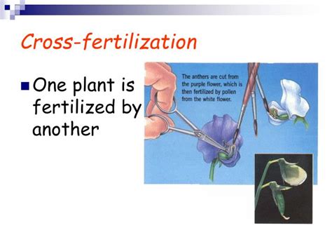 Ppt Introduction To Genetics Powerpoint Presentation