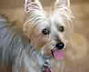 Billedresultat for Silky Terrier. størrelse: 129 x 104. Kilde: www.dailypaws.com