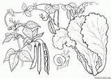 Piselli Radis Sayuran Frijoles Mewarnai Fagioli Lattuga Guisantes Frijol Supercoloring Lechuga Colorkid Laitue Pois Activit Rique Num Sayur Peas Verdure sketch template