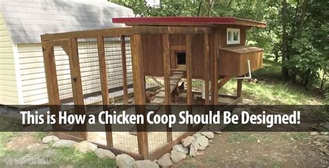 chicken coops plans easy  clean chicken coop ideas