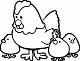 Hen Coloring Pages Chicks Getdrawings sketch template
