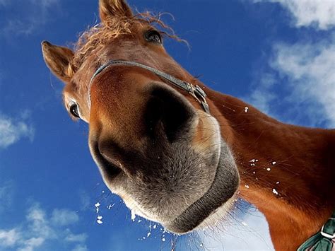 horse face close  photoshd wallpapersimagespictures chainimage