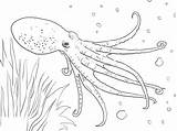 Coloring Pages Octopus Sea Under Swim Animal Swimming Printable Colouring Drawings Color Letscolorit Sketches Book sketch template