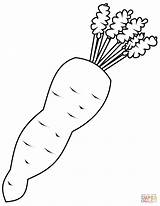 Carrot Karotten Cenouras Cenoura Carrots Zanahorias Karotte Kolorowanki Pintar Kolorowanka Infantiles Ausmalbild Marchew Gemuese Druku sketch template