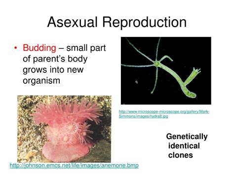 asexual reproduction types