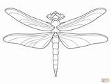 Dragonfly Colouring Supercoloring Cartoons sketch template
