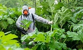 写真 植物 毒 に対する画像結果.サイズ: 164 x 100。ソース: www.rbth.com