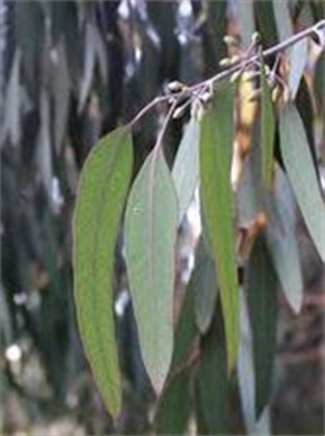 eucalyptus tree adaptations   grampians