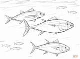 Tuna Coloring Bluefin Pacific Shoal Pages Salmon Printable Drawing Ocean Template Sketch Animals sketch template