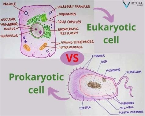 difference between prokaryotic and eukaryotic cell the virtual notebook