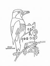 Woodpecker Acorn Downy sketch template