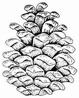 Pine Cone Coloring Drawing Pages Outline Pinecone Clipart Cones Print Leaf Template Line Patterns Cat Also Printable Leaves Small Color sketch template
