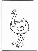 Struisvogel Kleurplaat Advertentie sketch template