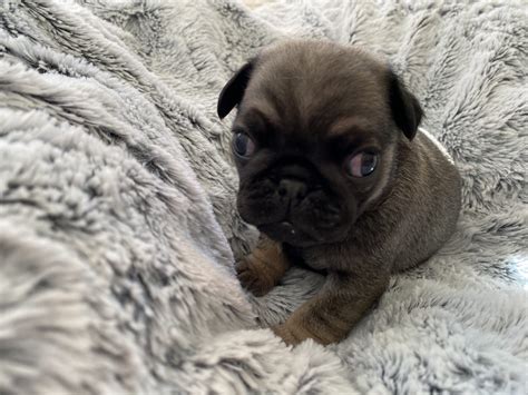 pug puppies petsforhomes