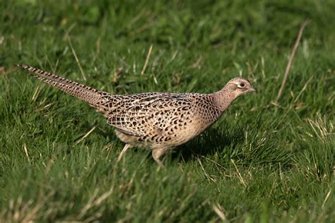 pittsburgher  uk pheasant photo id guide
