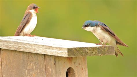 swallow bird house   type   build